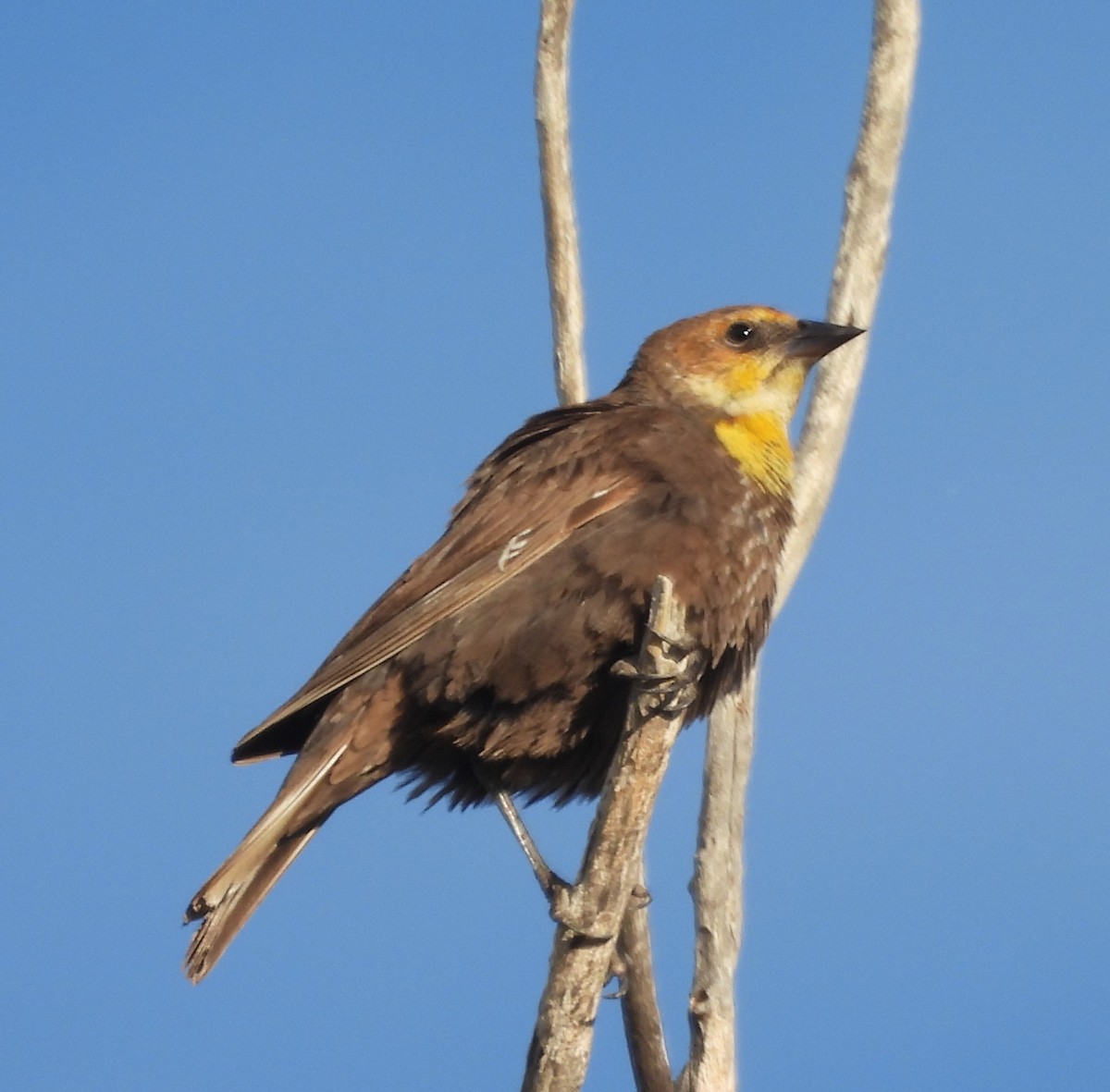 Yellow-headed Blackbird - ML619371441