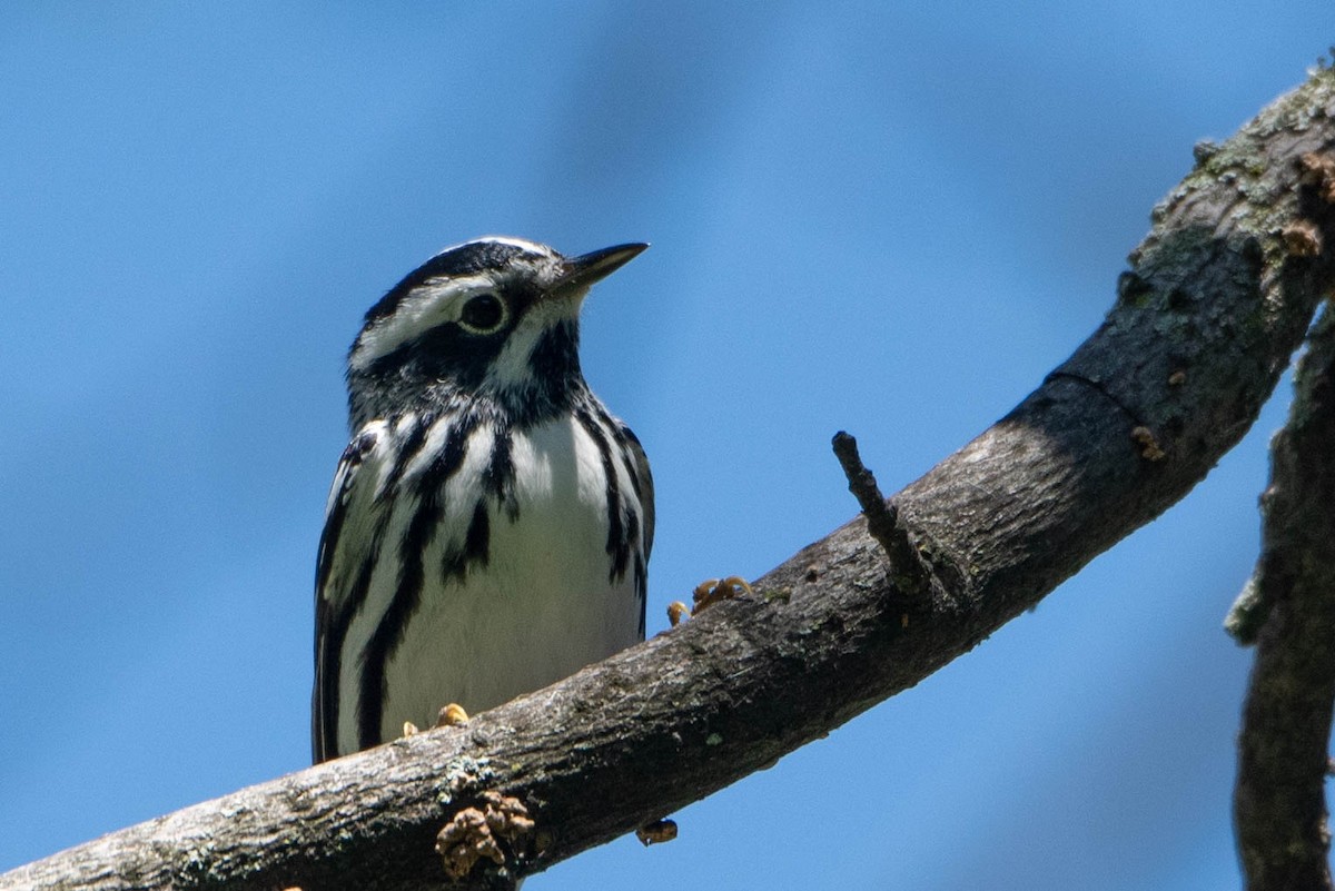 Black-and-white Warbler - ML619371450