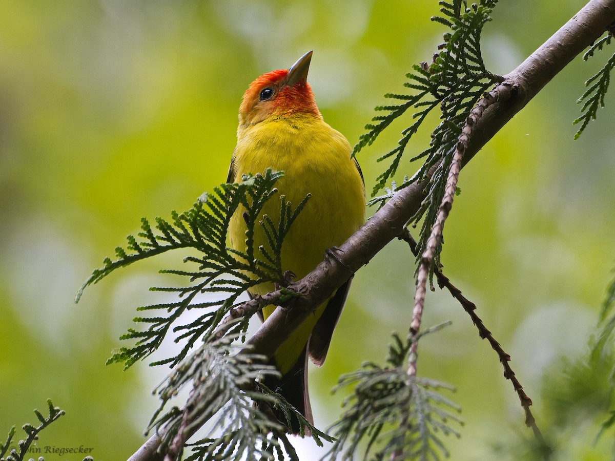 Western Tanager - ML619371468