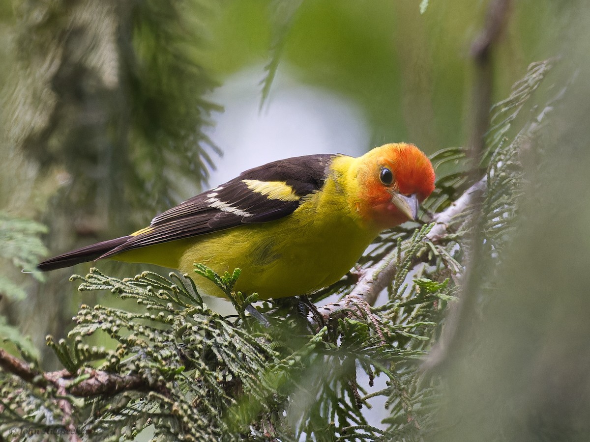 Western Tanager - ML619371473