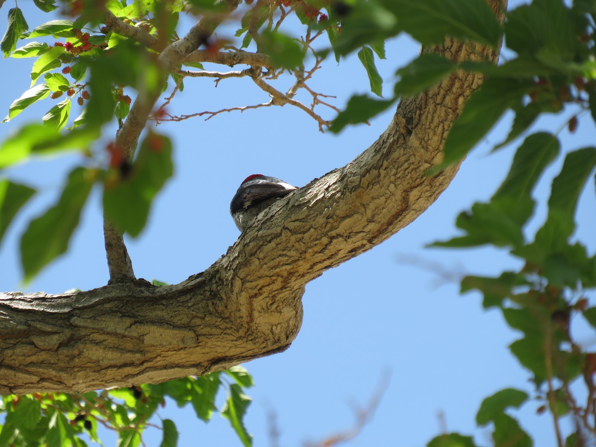 Acorn Woodpecker - ML619371499