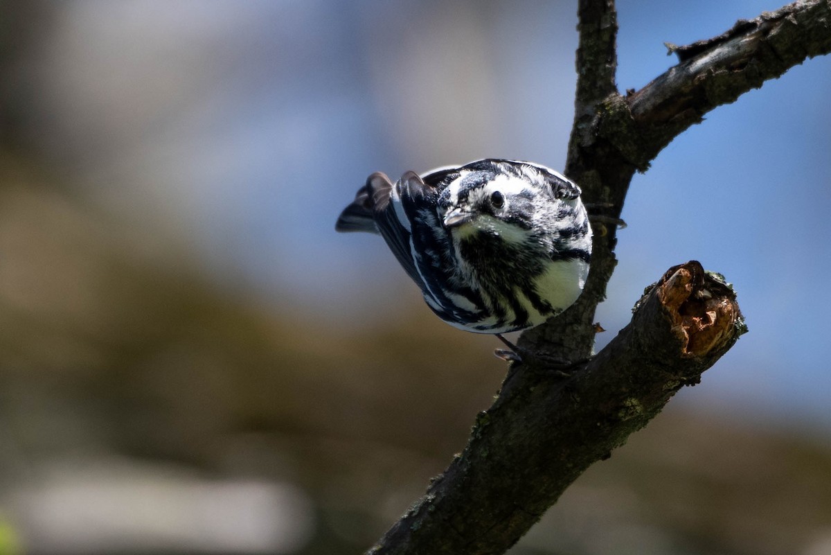 Black-and-white Warbler - ML619371534