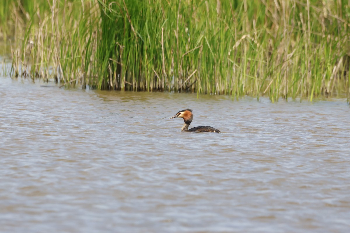 Great Crested Grebe - ML619371542