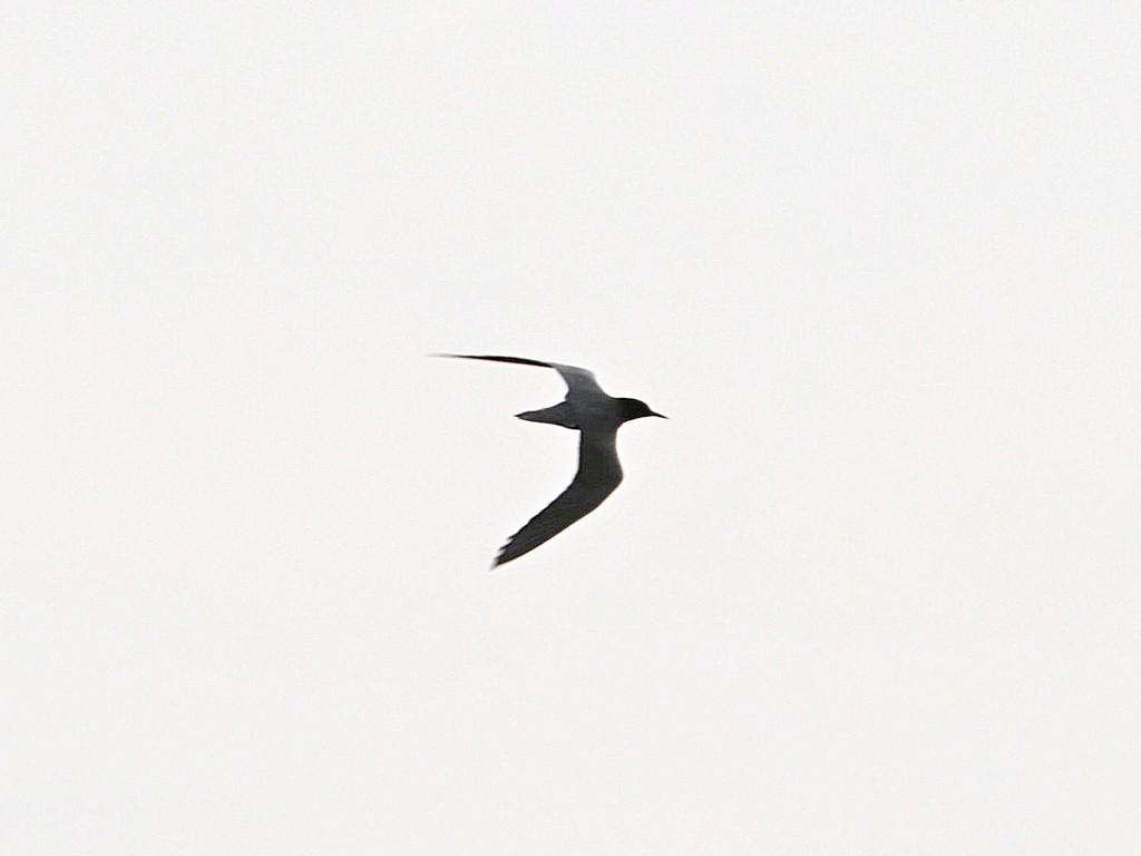 Black Tern - ML619371598