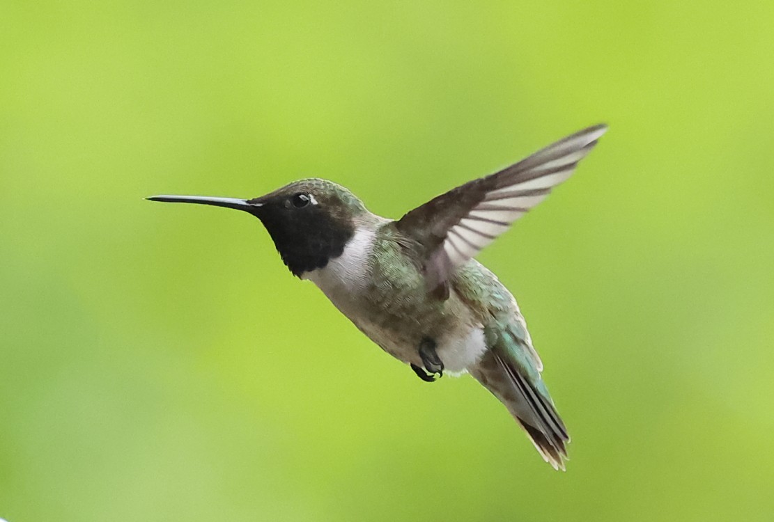 Black-chinned Hummingbird - ML619371655