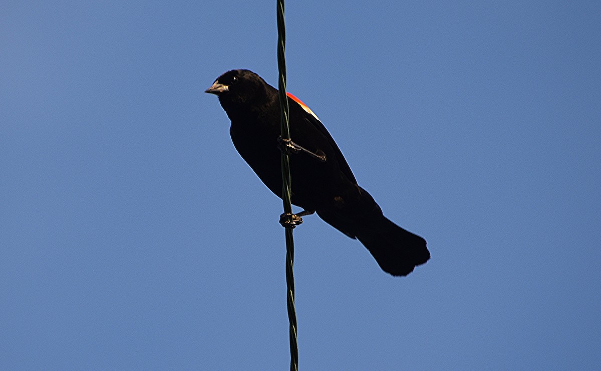 Red-winged Blackbird - ML619371676