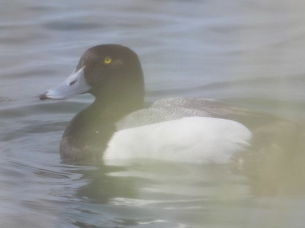 Greater Scaup - ML619371718