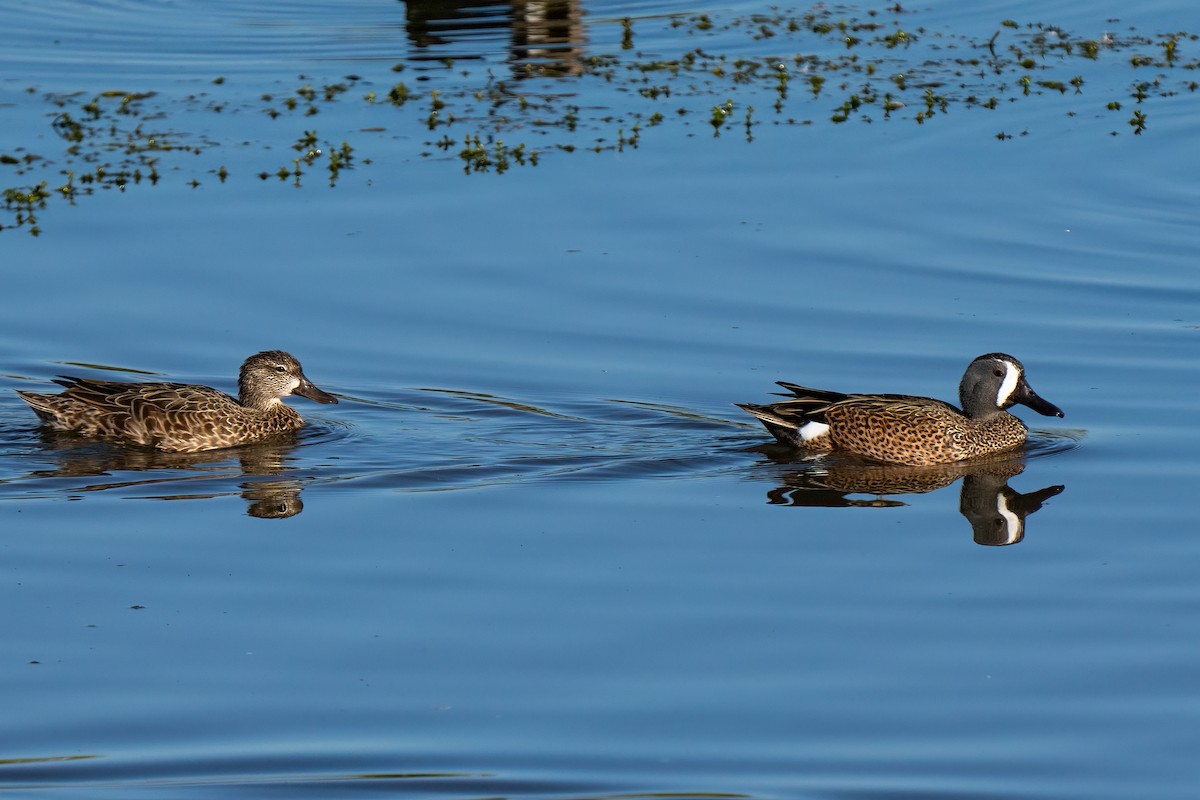 Blue-winged Teal - ML619371779