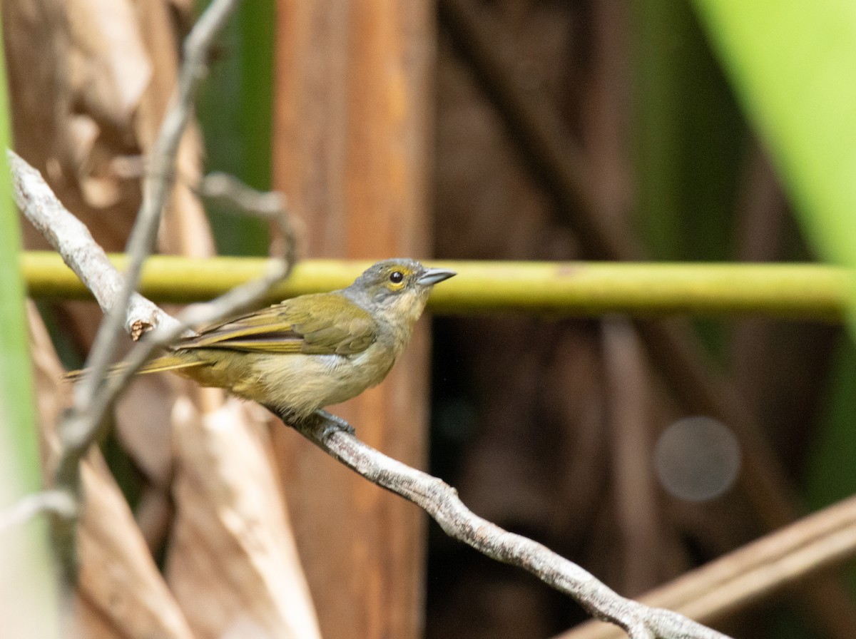 Fulvous-crested Tanager - ML619371782