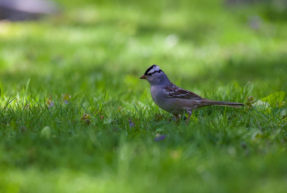 White-crowned Sparrow - ML619371793