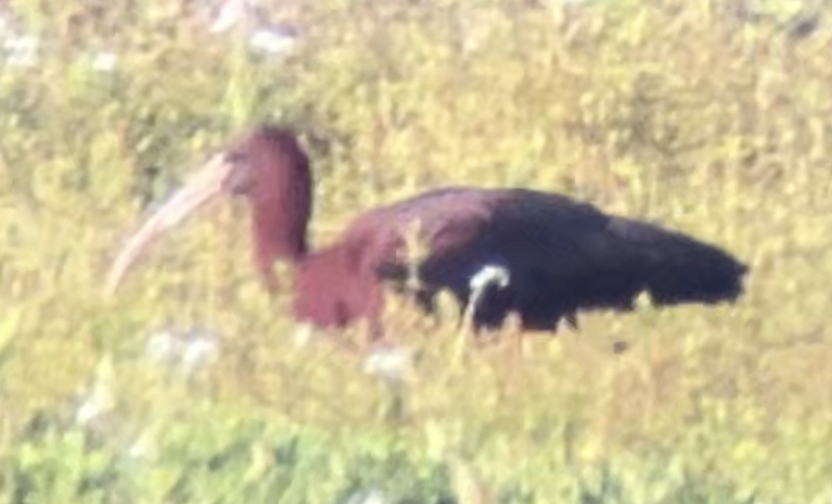 ibis hnědý - ML619371833