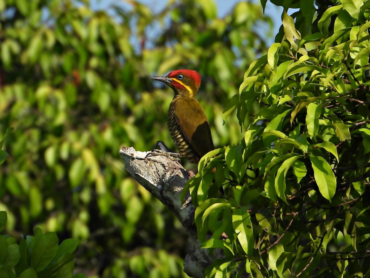 Golden-green Woodpecker (Bar-throated) - ML619371865