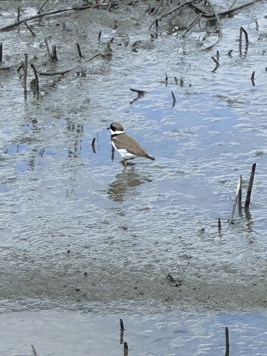 Semipalmated Plover - ML619371867