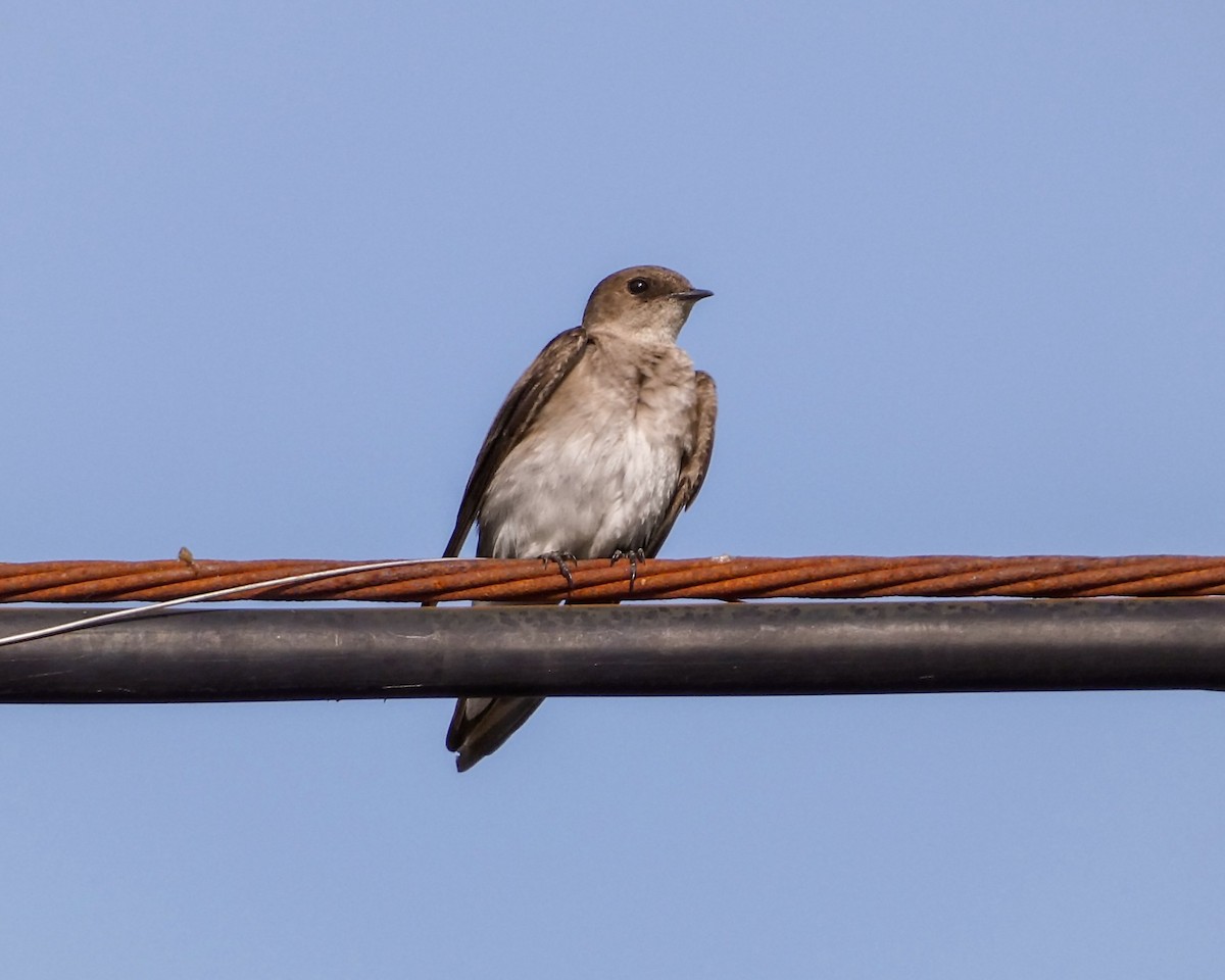 Northern Rough-winged Swallow - ML619371880