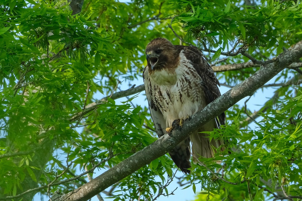 Red-tailed Hawk - ML619371883