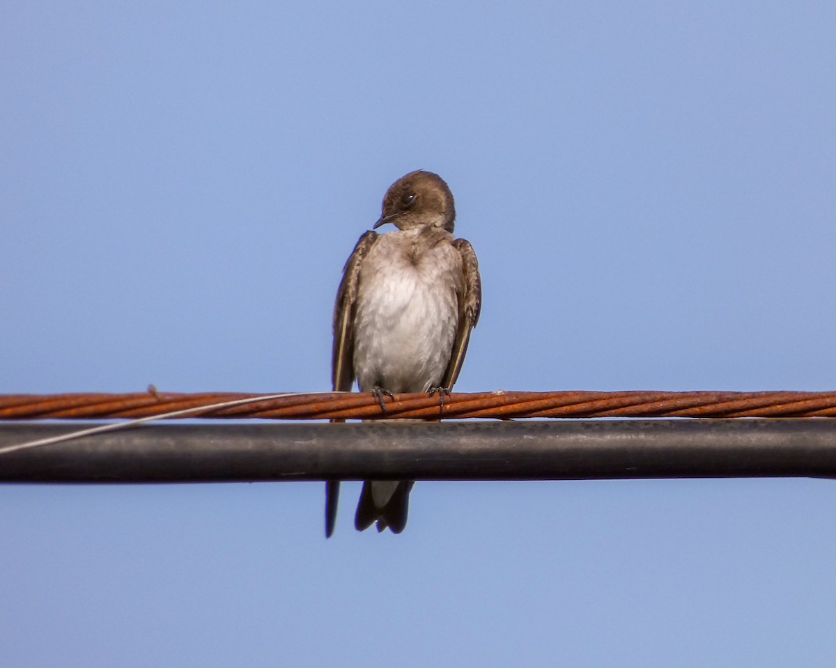 Northern Rough-winged Swallow - ML619371886