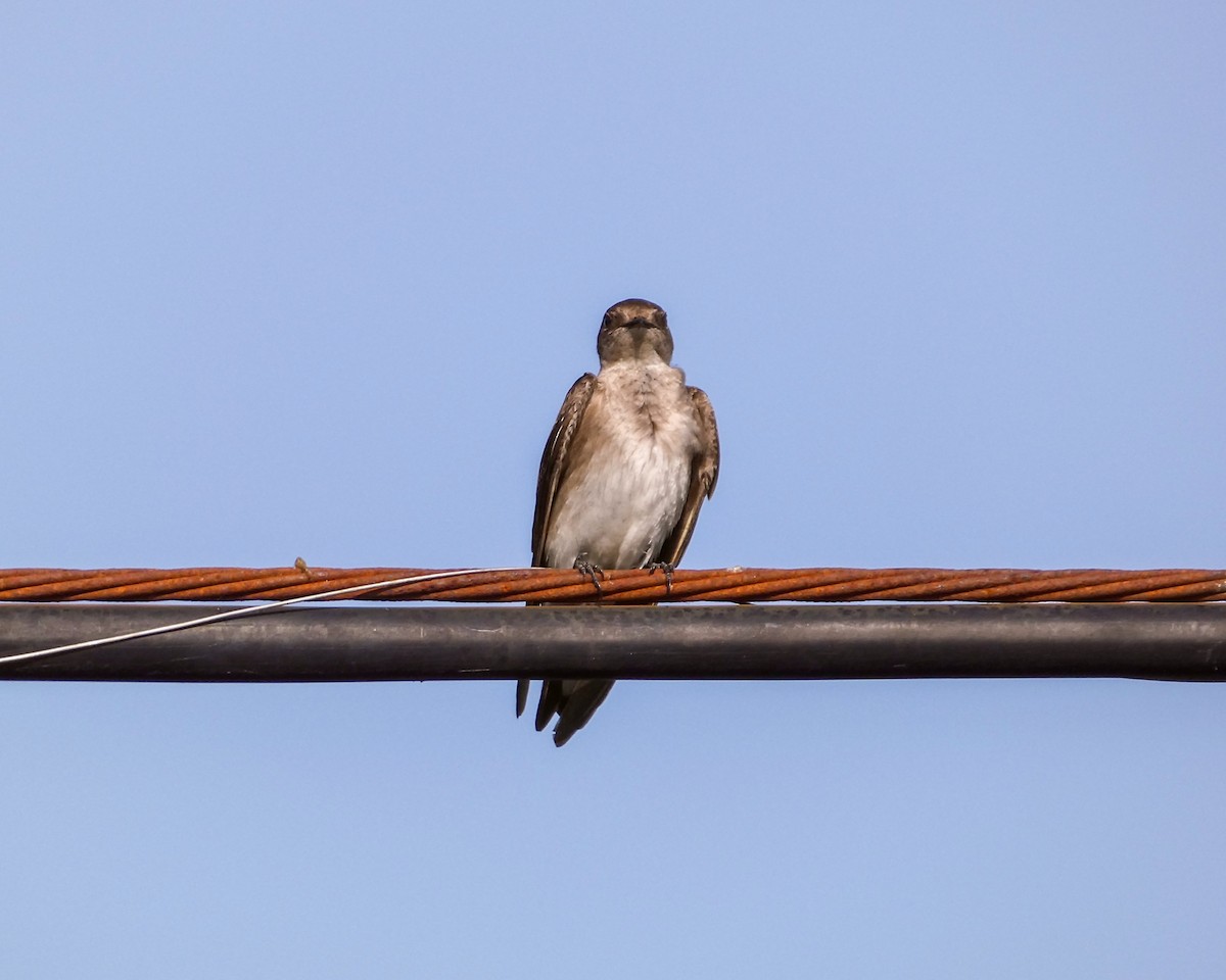 Northern Rough-winged Swallow - ML619371910
