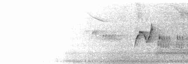 White-breasted Thrasher - ML619371938