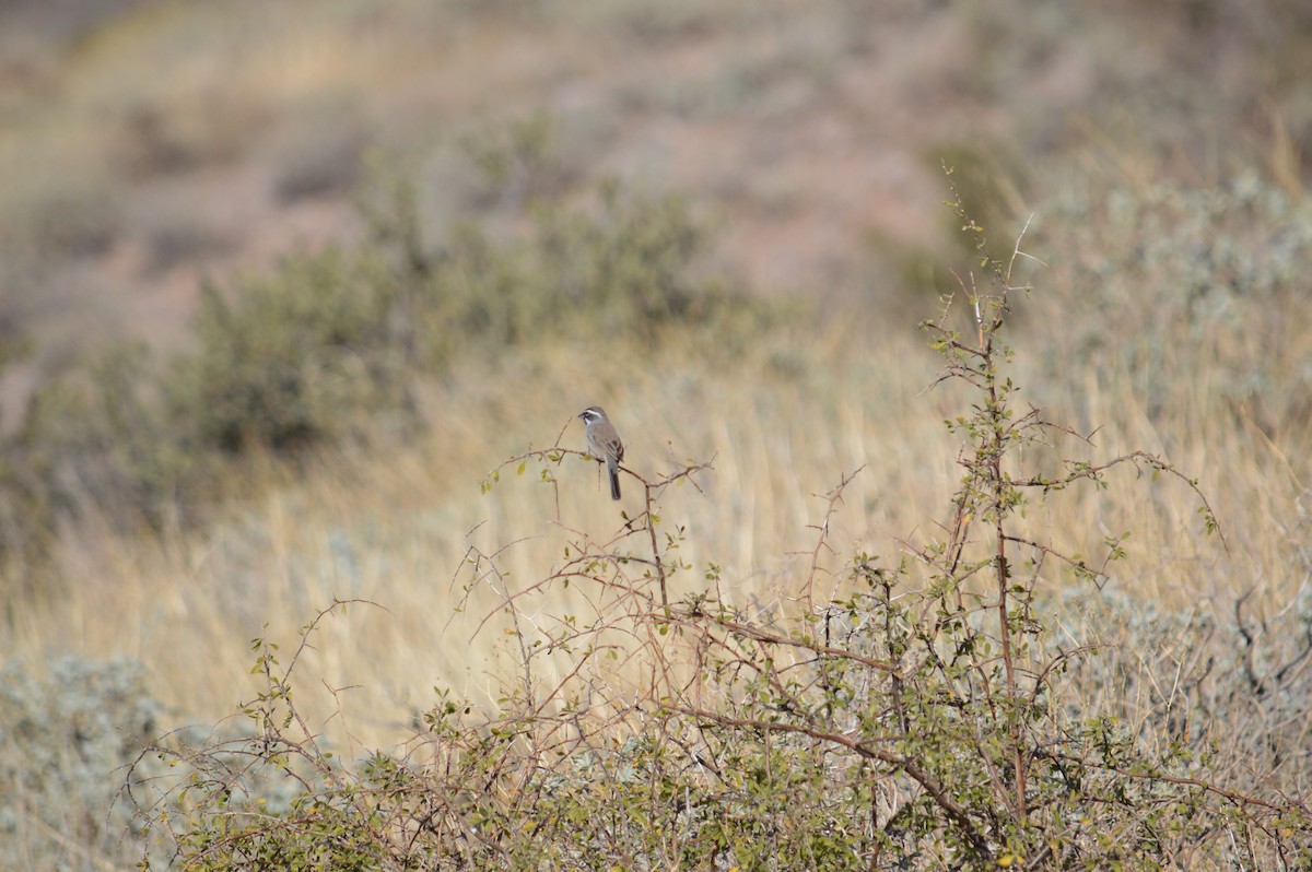 Black-throated Sparrow - ML619371968