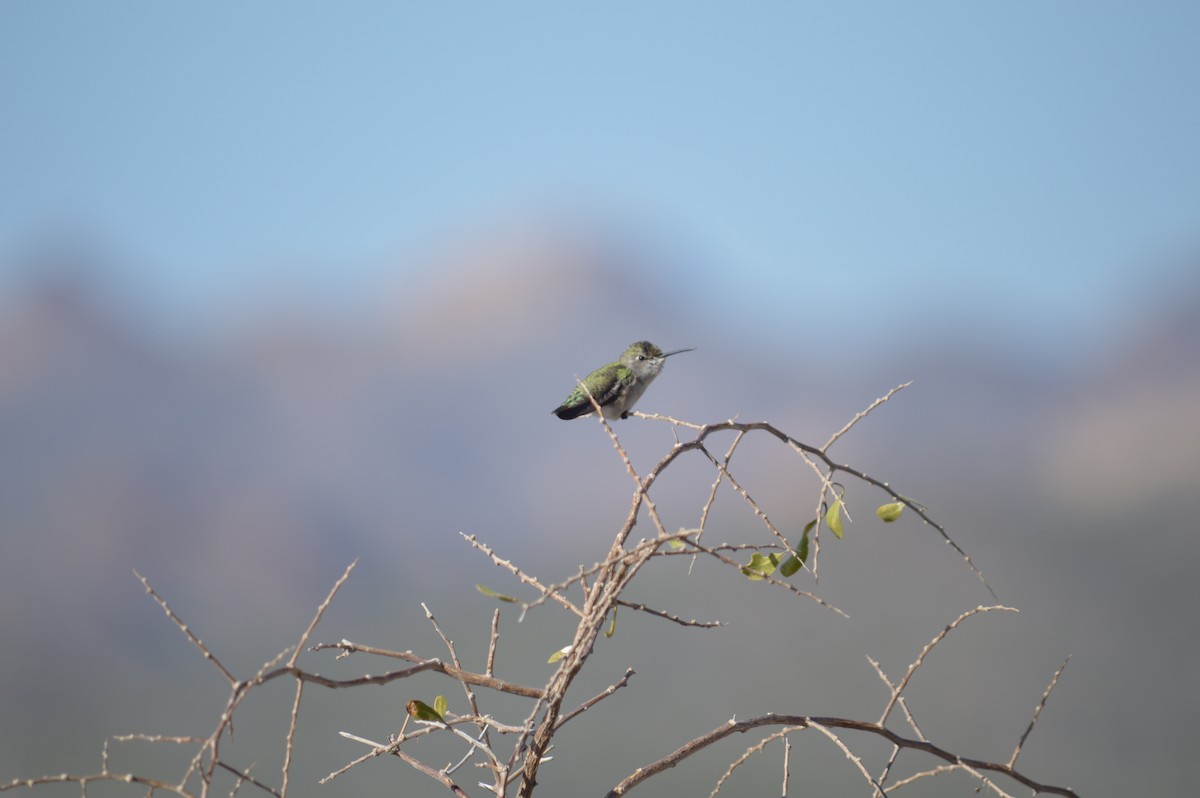 Costa's Hummingbird - ML619371975