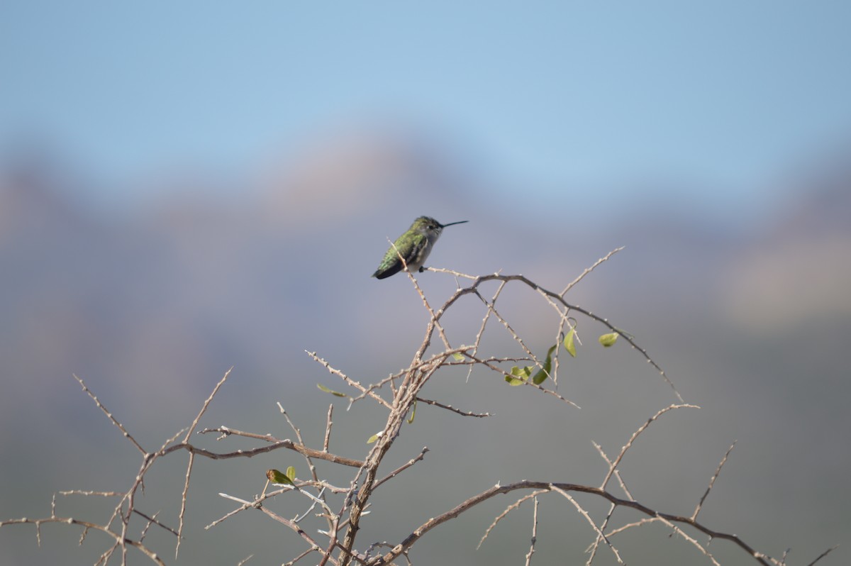 Costa's Hummingbird - ML619371979