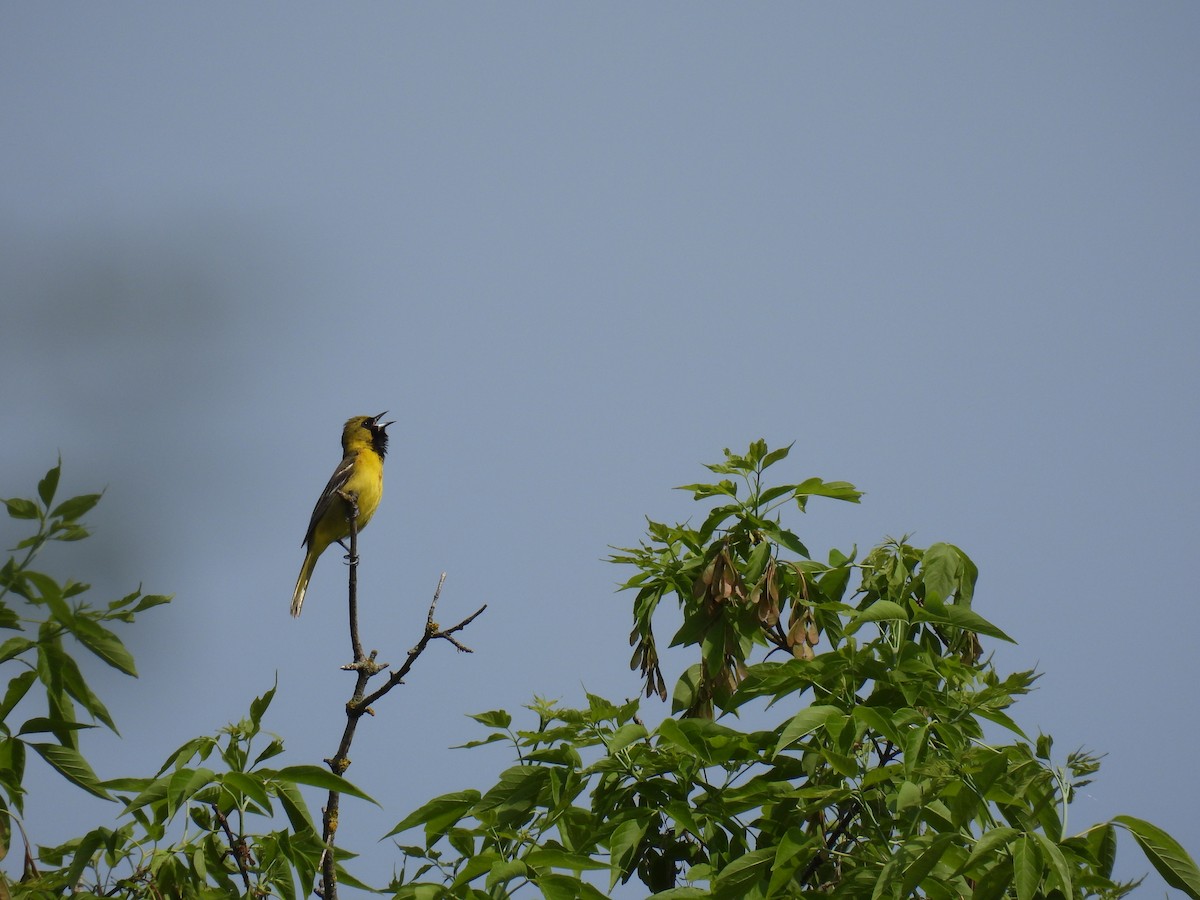Orchard Oriole - ML619371981