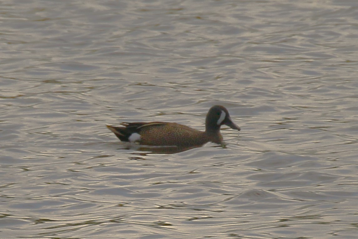 Blue-winged Teal - ML619372053