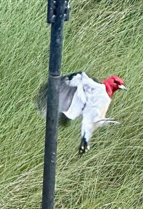 Red-headed Woodpecker - ML619372077