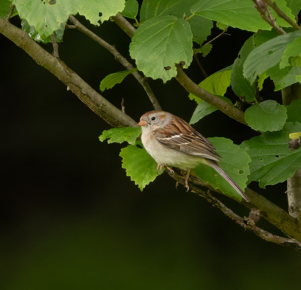 Field Sparrow - ML619372082