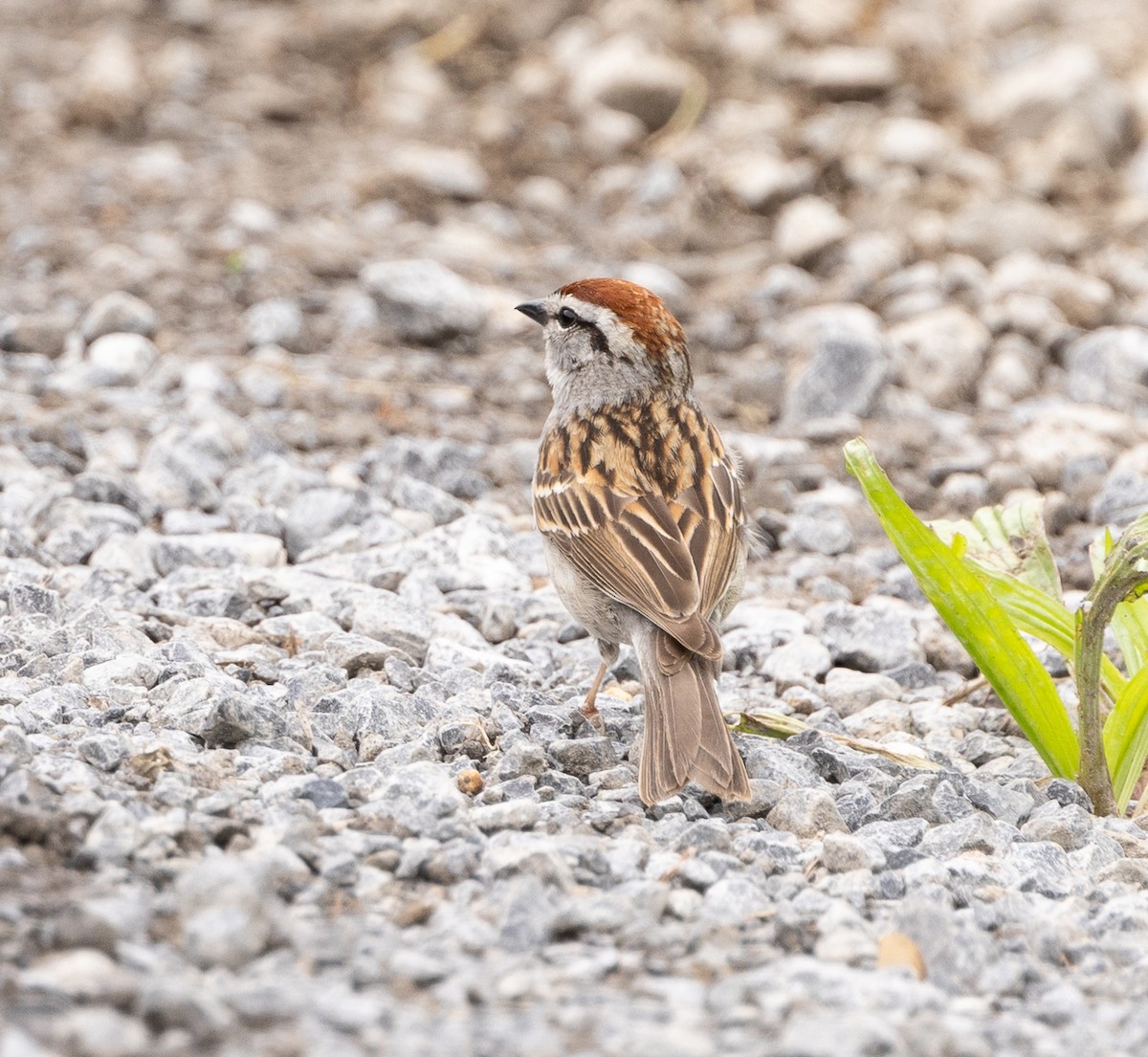 Chipping Sparrow - ML619372088