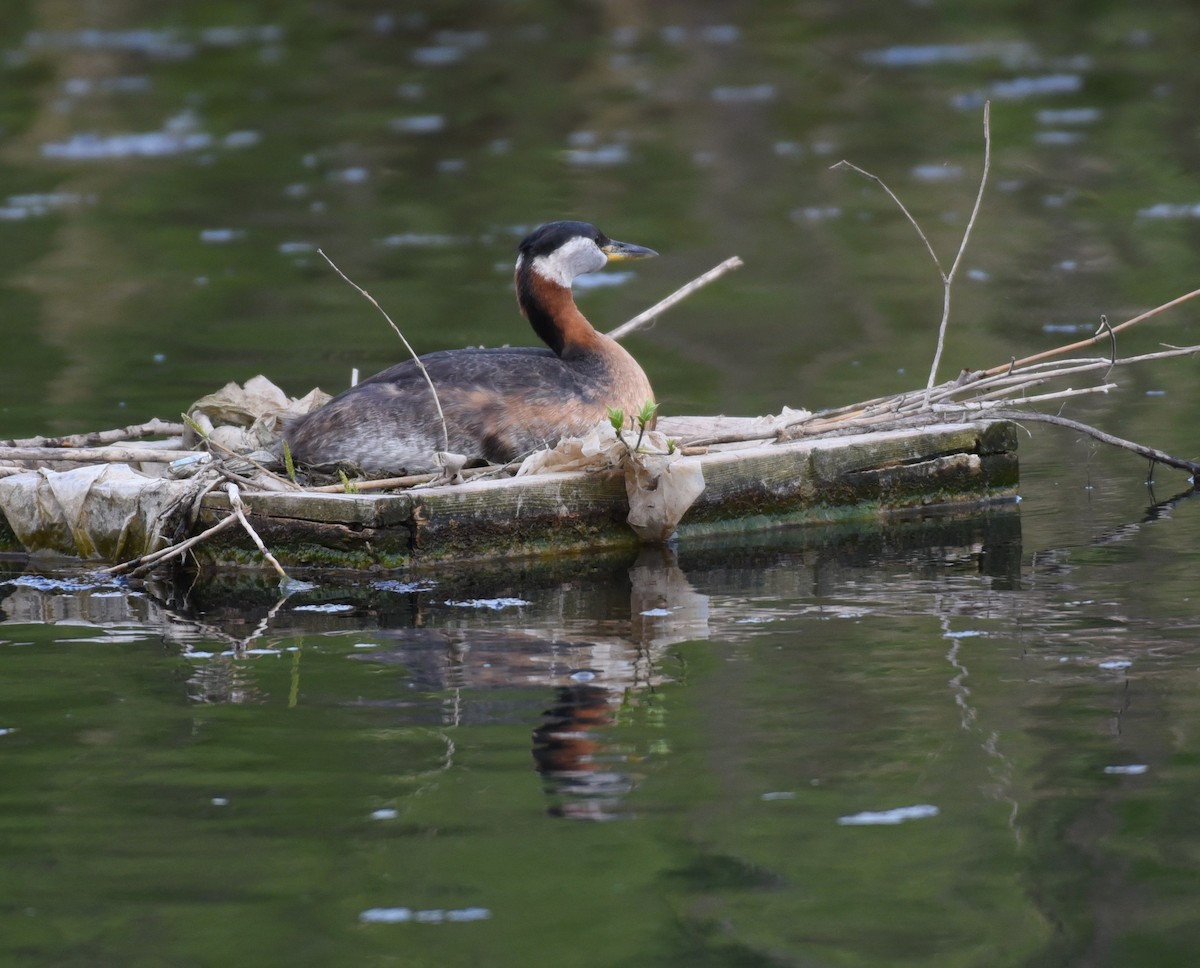 Red-necked Grebe - ML619372089