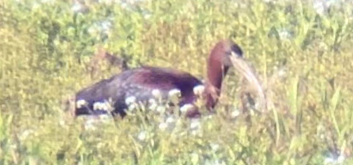 ibis hnědý - ML619372108