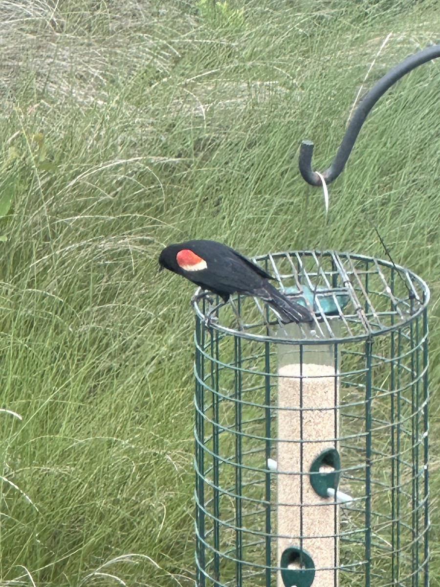 Red-winged Blackbird - ML619372116