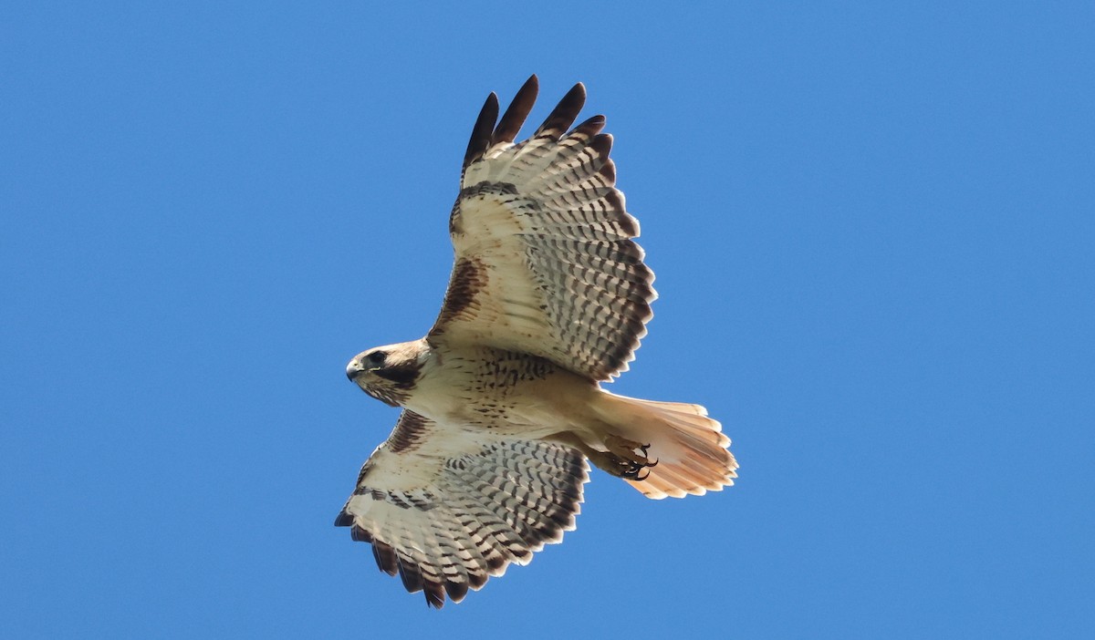Red-tailed Hawk - ML619372133