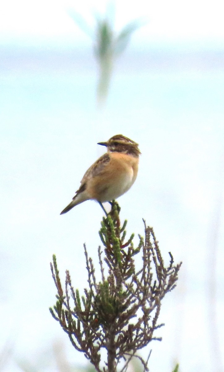 Whinchat - ML619372140