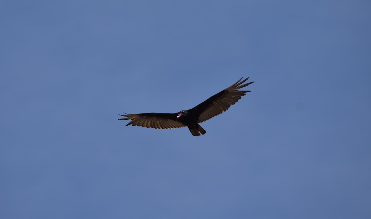 Turkey Vulture - ML619372145