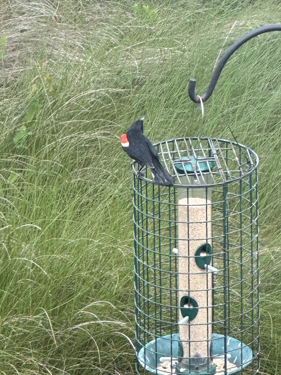 Red-winged Blackbird - ML619372153