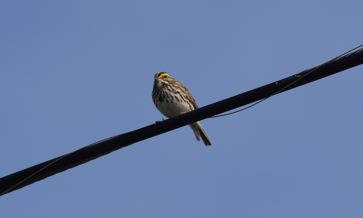 Savannah Sparrow - ML619372179