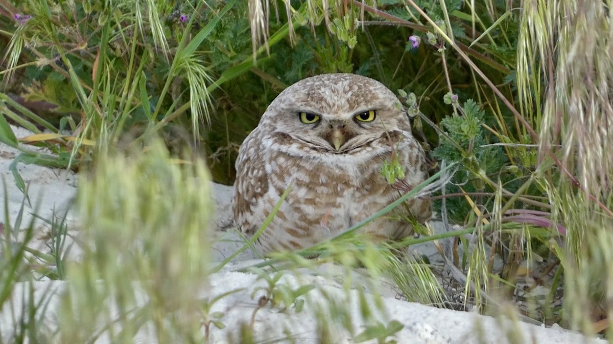 Burrowing Owl - ML619372216