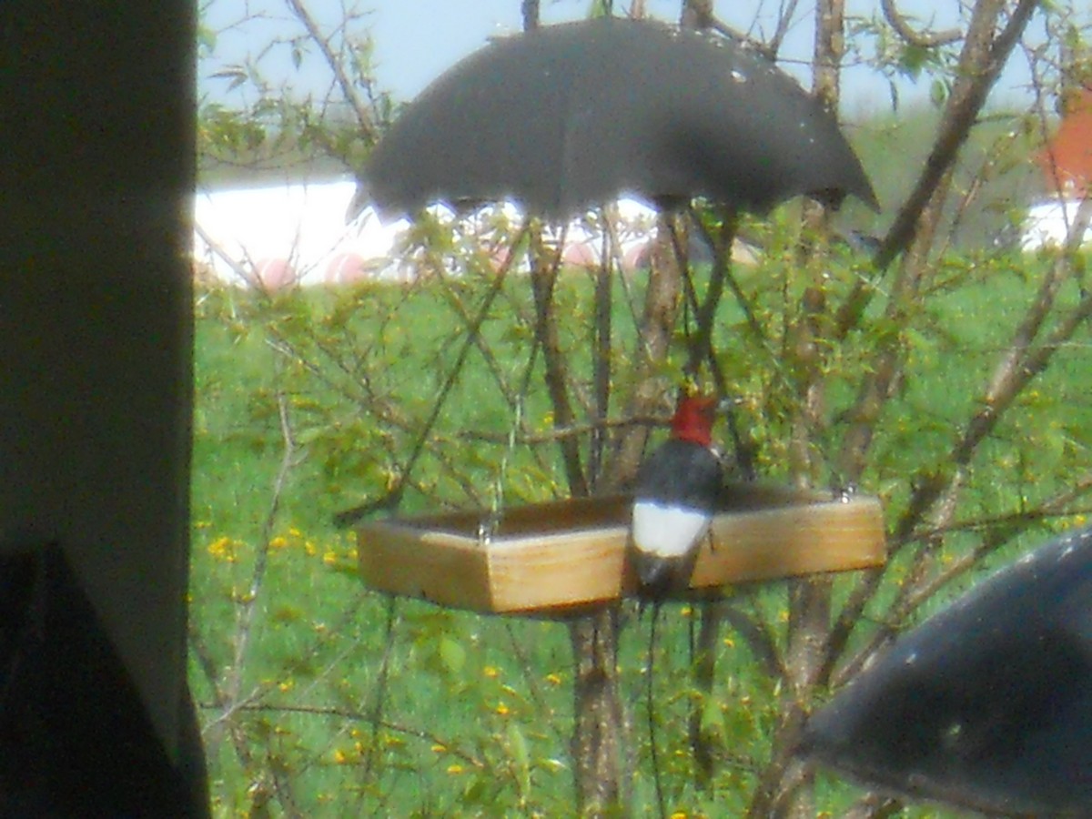 Red-headed Woodpecker - ML619372227