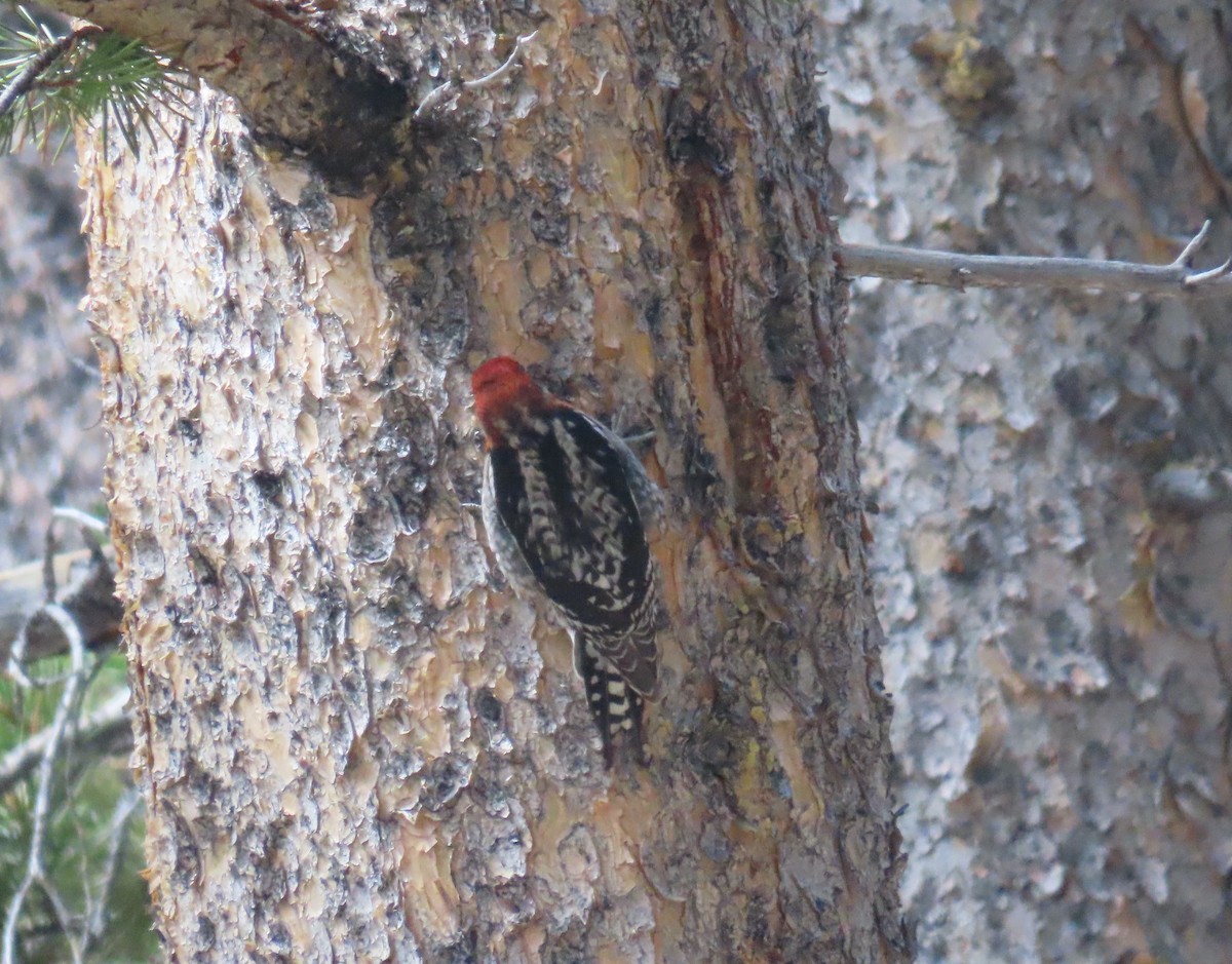 Red-breasted Sapsucker - ML619372228