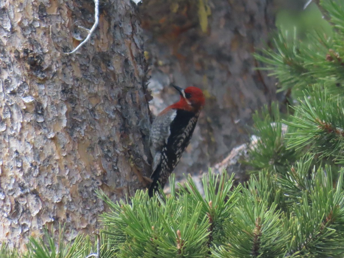 Red-breasted Sapsucker - ML619372240