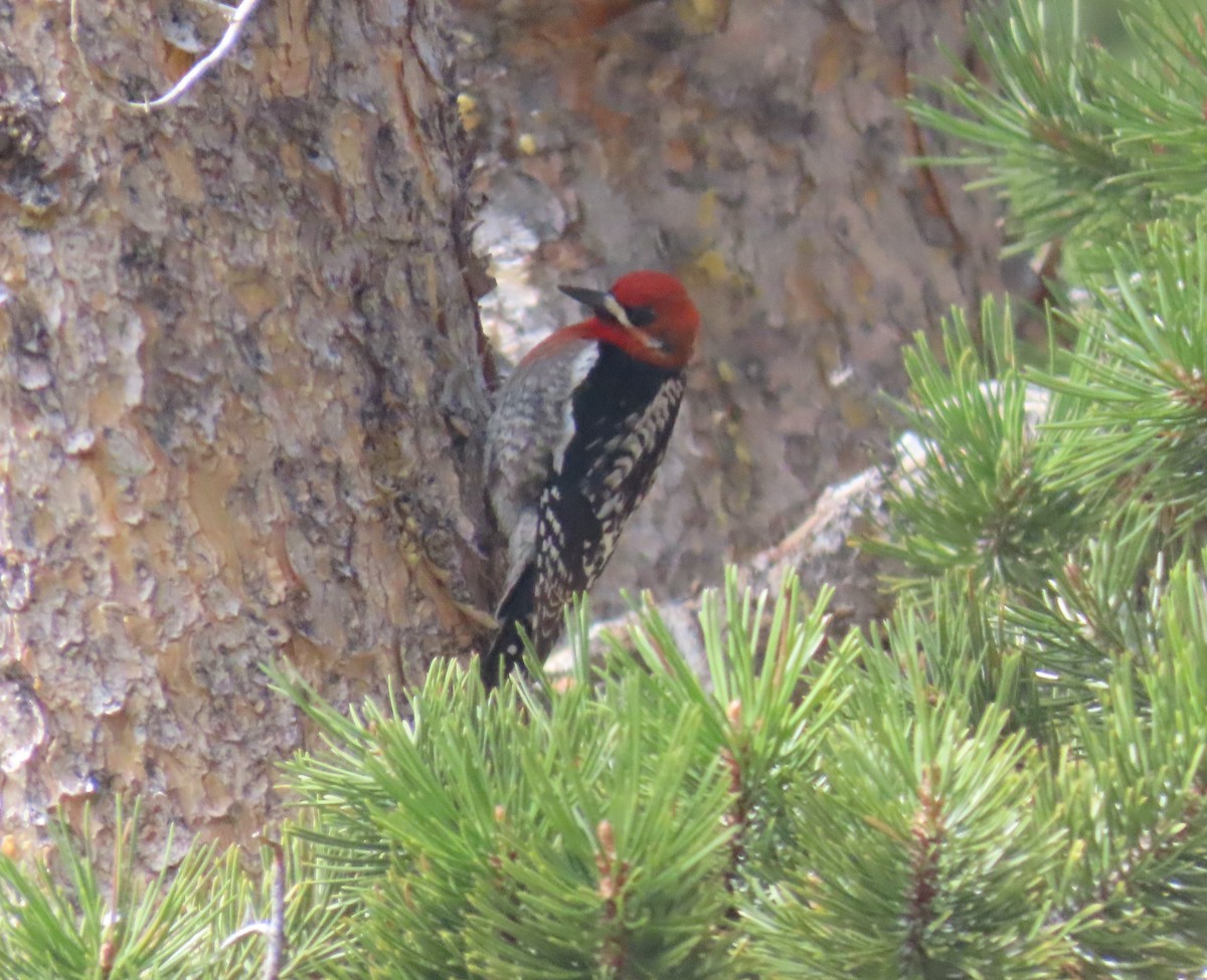Red-breasted Sapsucker - ML619372249
