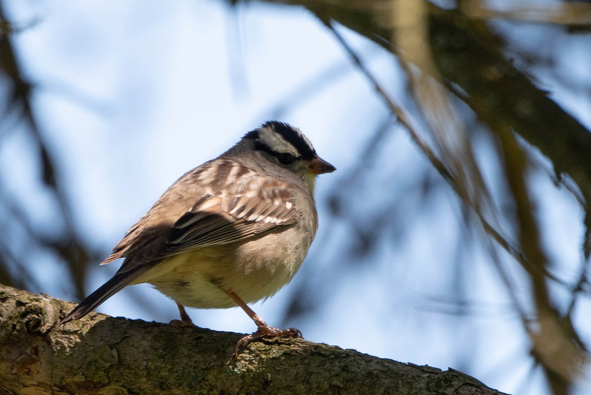 White-crowned Sparrow - ML619372254