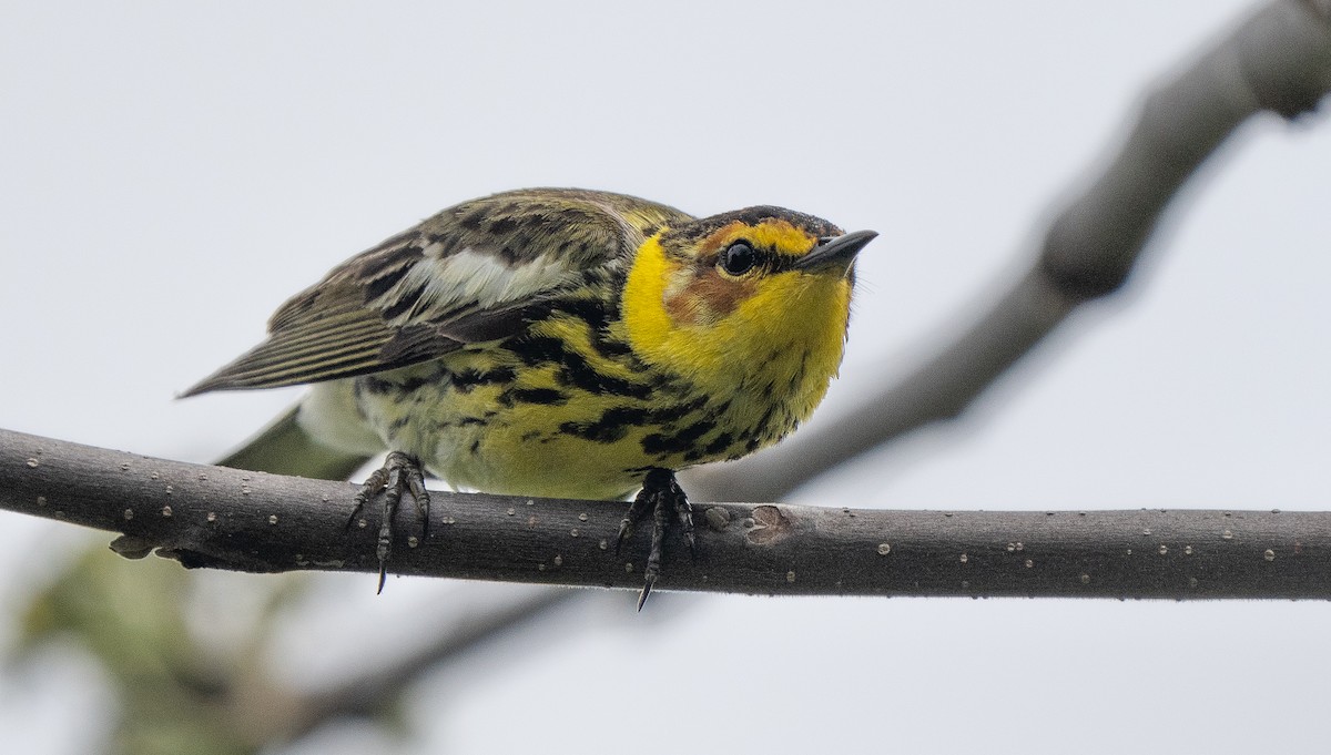 Cape May Warbler - ML619372259