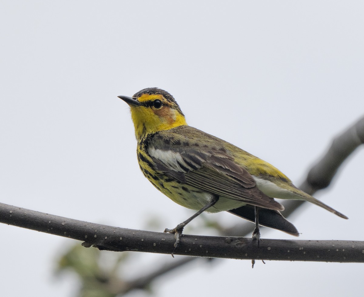 Cape May Warbler - ML619372260