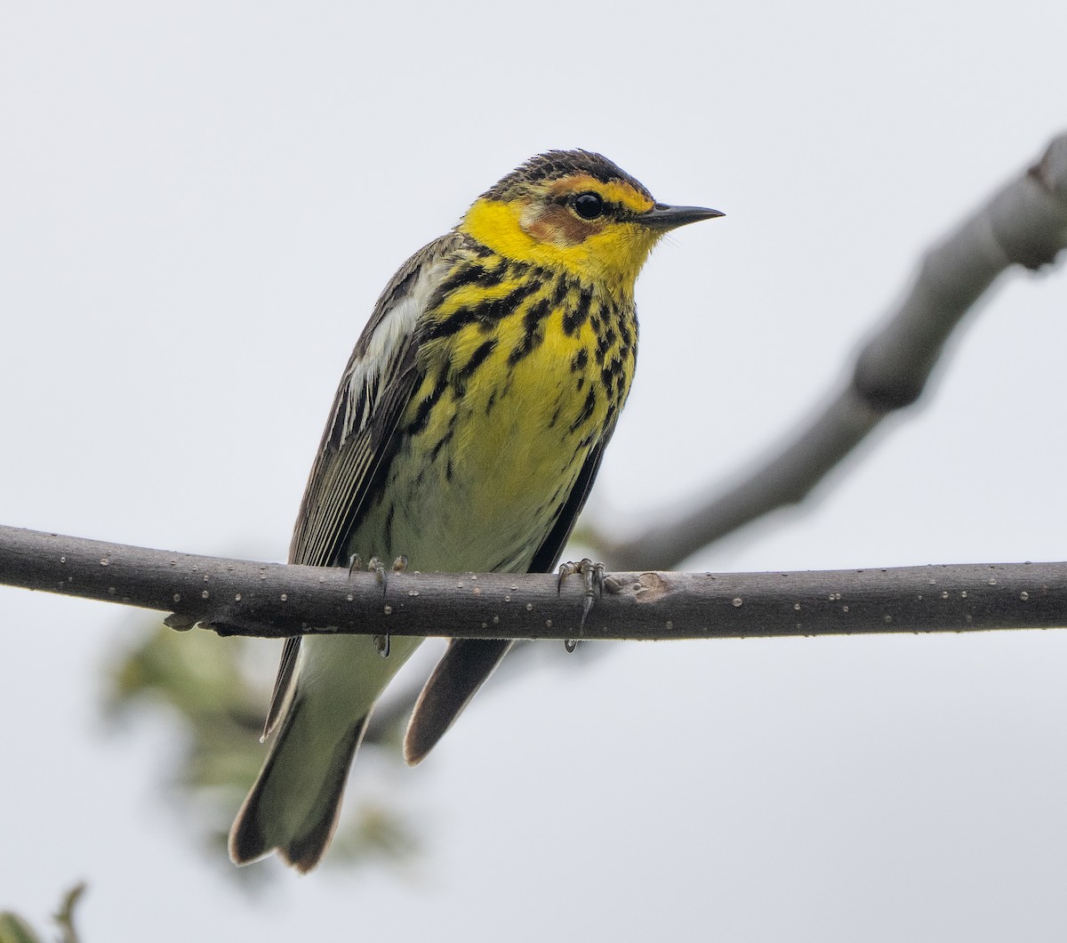 Cape May Warbler - ML619372261