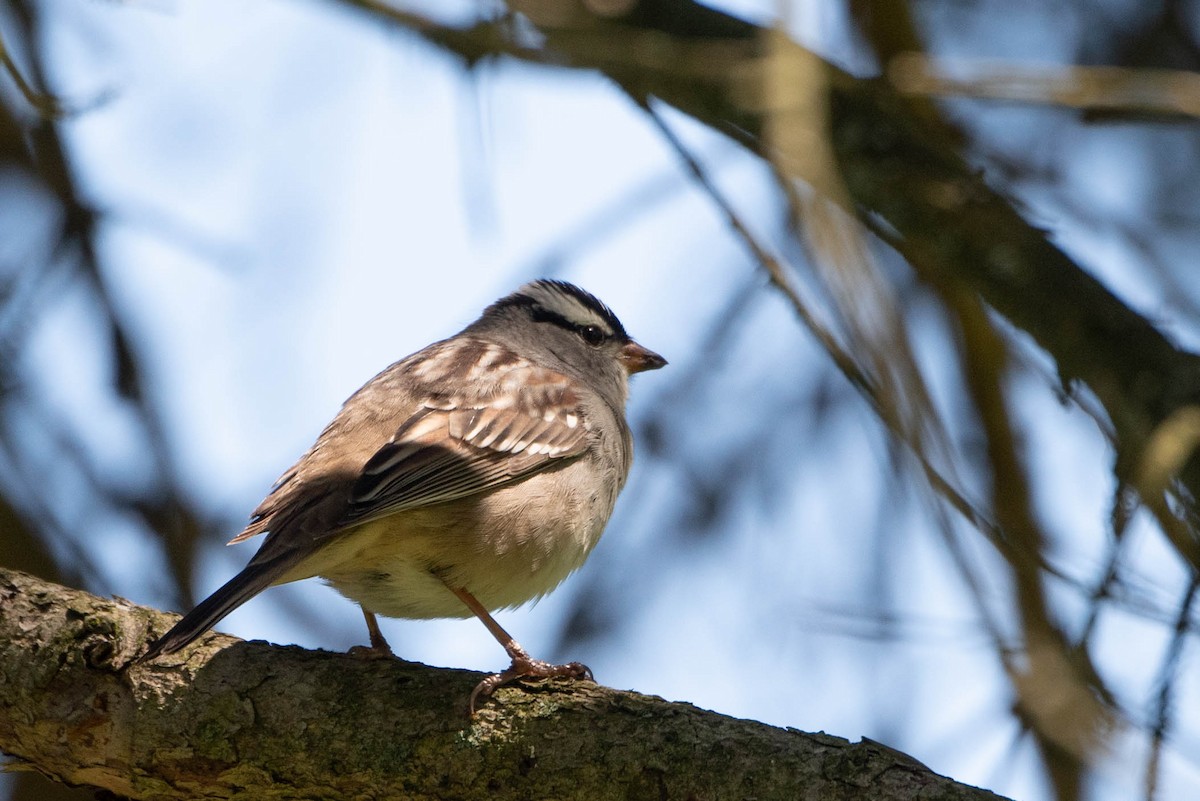 White-crowned Sparrow - ML619372297