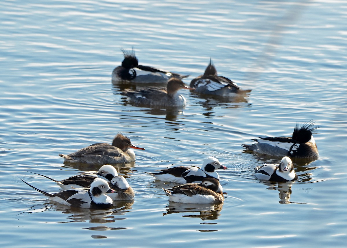 Long-tailed Duck - ML619372311