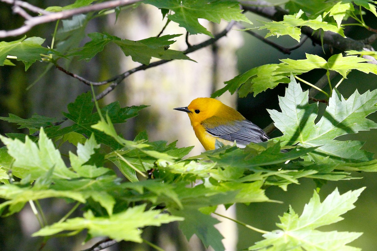 Prothonotary Warbler - ML619372424